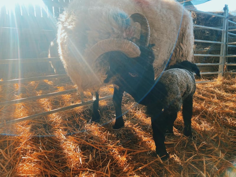 The trust could see up to 72 new arrivals this lambing season