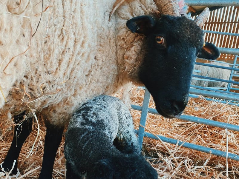Lambing at the Box Moor Trust is now in full swing