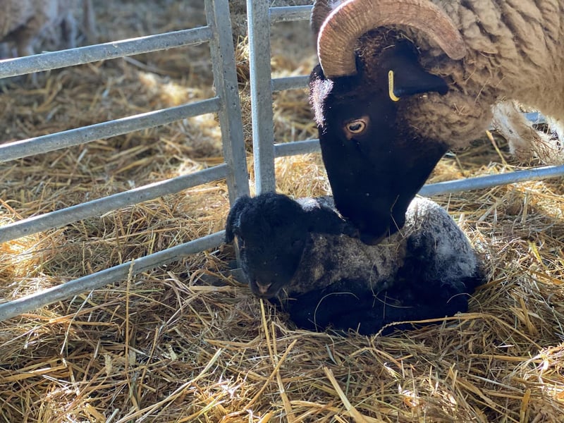 The Trust's stockman, Bob, is being kept busy night and day looking after the lambs and their mums.