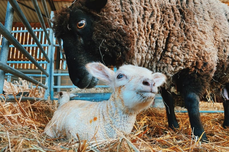 Lambing at the Box Moor Trust is now in full swing, with more new arrives expected