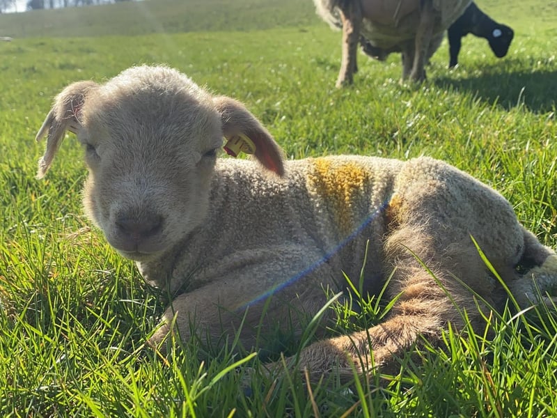 One of the new lambs