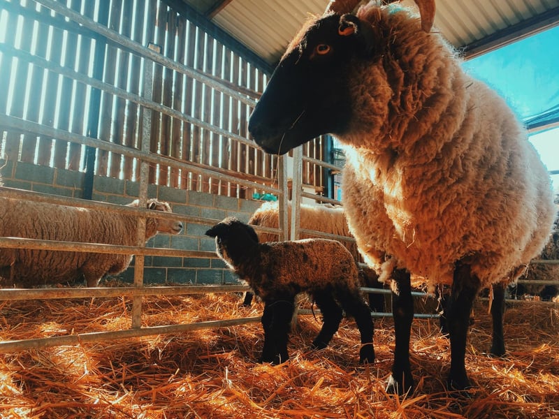 The lambs will move to Preston Hill meadow with their mums after a few days