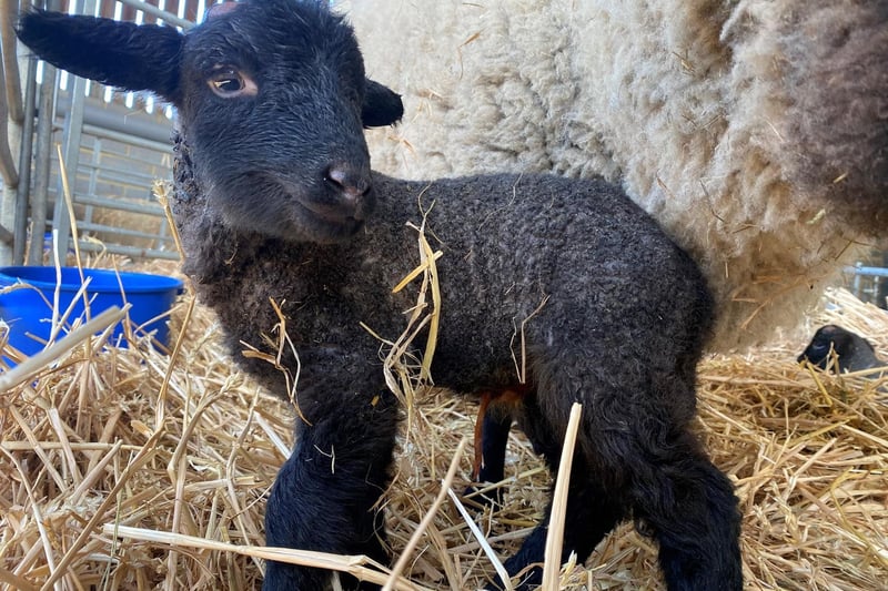 One of the new lambs at Box Moor Trust