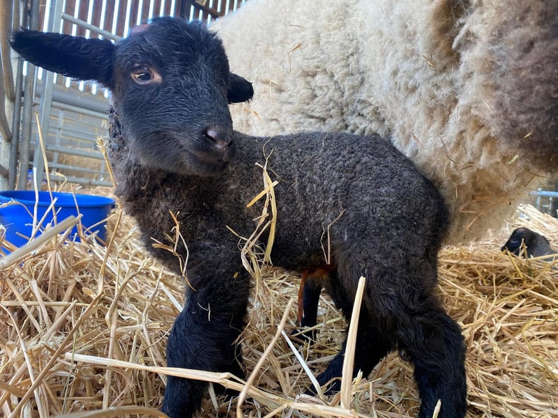 One of the new lambs at Box Moor Trust