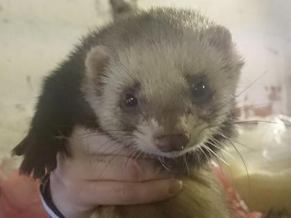 We always have a number of Ferrets looking for good homes. All of them have been picked up by our Inspectors as strays.


All our Ferrets have been neutered and microchipped.


If you are interested in adopting a Ferret please contact the Re-homing Administrator on 07967565367 (Mon- Fri 9.30am - 12.30pm) or email: rehoming@rspca-lincseast.org.uk to find about the ferrets that we are currently caring for. Thank you