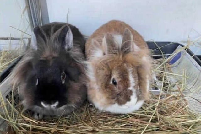 This is Peanut and Blue. They both arrived at the centre after living in a multi animal house hold. They have always lived together which is the reason why we are looking for them to go to their forever home together.

They are both a very adorable pair that really do devote on each other. They are both each others shadows and can always be found snuggled up with each other. They are a little shy when around people however they are both comfortable to be in our company. They are both fine to be handled even though they don't particularly enjoy it.

Peanut does suffer from a blocked right tear duct in her eye. This has been seen here by our vet at the centre and sadly it is going to be something she will suffer with throughout her life. It is important that the person who is going to adopt them is going to understand that this is something that will need to be monitored constantly. Even with this issue Peanut doesn't let it bother her and will go about her normal daily life.