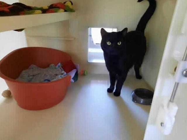 This sweet boy is Wilbur! Wilbur came into our care as an injured stray and feeling a bit sorry for himself. He was treated for an abscess on his head but is now feeling much better and is ready to find his forever home.

Wilber was a little shy when he first came into the cattery but the staff helped build up his confidence and he's since settled in well. He'll now happily come over to say hello and have a fuss. He can come across a little grumpy at first and may give you a little hiss but he's a big softy really who just needs someone to give him all the love he deserves.

He will need a quiet room to settle into when he first arrives home and where he can also go when he needs some quiet time.