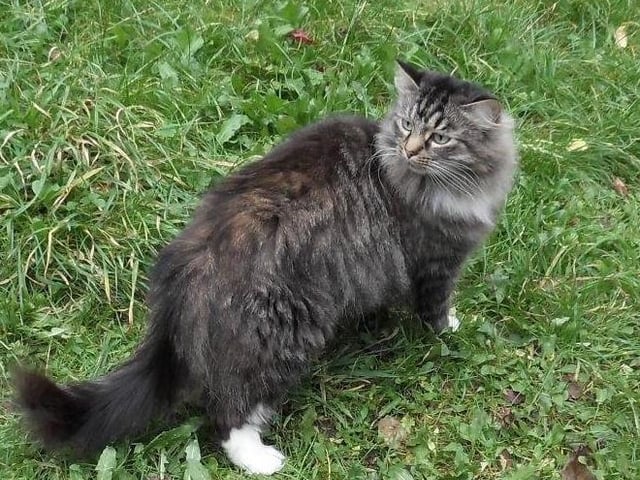 Honey is a lovely cat and was much loved by her previous owner who has passed away.

Just to begin with she stands up for herself but, once she knows you, all this disappears and she's very affectionate and vocal.

She stands up on her hind legs for attention and likes being made a fuss of.

She has come from a quiet adult only home and we are looking for a similar home for her with no other pets - she doesn't like other cats and we think she'd be best not living with a dog.

Honey is a beautiful cat and will make a delightful pet for a new loving owner.