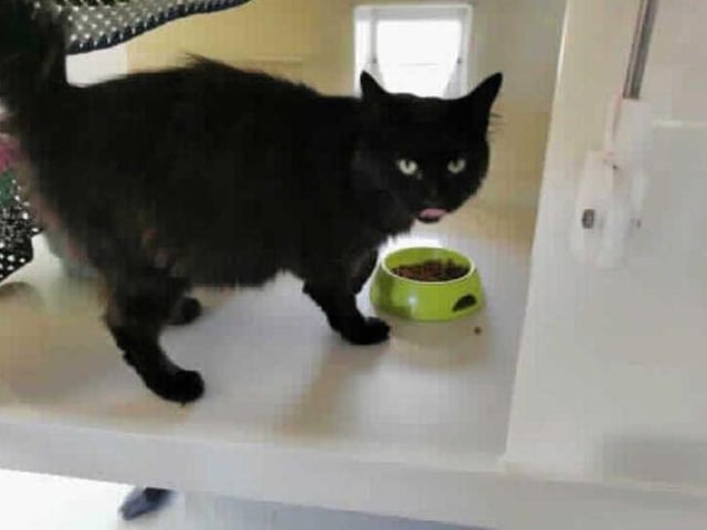 This lovely young lady came to the centre along with her babies suffering from cat flu.
Whilst with us she needed quite alot of treatment as she was still feeding her kittens and having to cope with being unwell herself.Luckily she responded very well to treatment and now that her kirttens have been weaned off of her she is ready to find the loving home she deserves.

Jo is a very loving cat and she is always ready to have a fuss from whoever is willing to stop and give her one because of this we think she should be ok with chiildren that are used to being around animals.

Because she has had cat flu she will have to go as an only cat in the home.She will need a room where she can go to settle when she first arrives home and where she can go if she needs her own space.