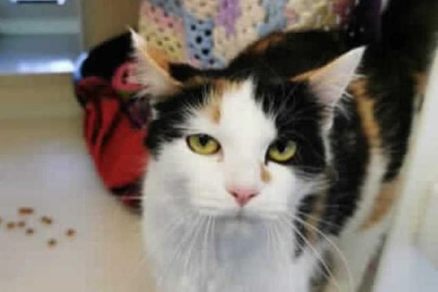 This stunning young lady was brought to the centre by an inspector with her kittens after being found in someones shed. On arrival she was checked over by our vet and was found to be suffering from cat flu.

At first Darla was a little worried by life in the cattery and kept herself hidden away in her bed. Since she has been with us the cattery staff have worked with building up her confidence and she has become much more social around people that she know and she loves a good head rub and a "head boop".On occasions though she does get a little over excited and if you stop fussing her she will give a little "love bite".
Darla will need to be the only cat in the home because she has suffered from cat flu. She will need a quiet room to settle in for when she first arrives home and where she can also go when she needs to get away from everyone, she will also need to be able to go outside and explore once she has settled in.