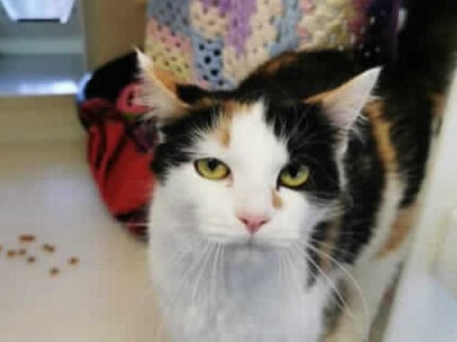 This stunning young lady was brought to the centre by an inspector with her kittens after being found in someones shed. On arrival she was checked over by our vet and was found to be suffering from cat flu.
At first Darla was a little worried by life in the cattery and kept herself hidden away in her bed. Since she has been with us the cattery staff have worked with building up her confidence and she has become much more social around people that she know and she loves a good head rub and a "head boop".On occasions though she does get a little over excited and if you stop fussing her she will give a little "love bite".
Darla will need to be the only cat in the home because she has suffered from cat flu. She will need a quiet room to settle in for when she first arrives home and where she can also go when she needs to get away from everyone, she will also need to be able to go outside and explore once she has settled in.