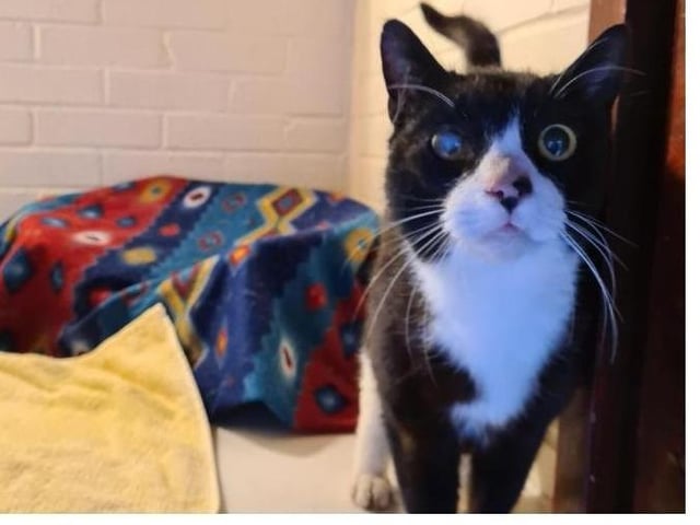 Boris is a sweet boy he is around 5 years old, he does have old scaring to his right eye which vets have seen and no treatment was required. he could possibly live with another cat or a friendly dog. He could go with children of primary school age. If you would like more information on him please call 01733 221112 mon - sun 9am - 4pm
