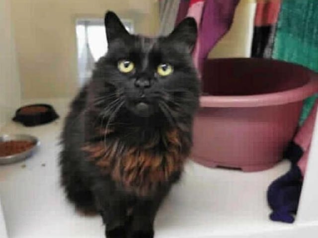 This gorgeous young lady came into the centre due to her having health problems. On examination with our vet it was found that Chelsea was suffering from a bladder stone which she has had successfully removed, but potential adopters need to be aware that these may reoccur.
She will also need to be on a special urinary diet for her lifetime to help prevent these re-occurring. Our vet would be able to offer her new owners advice on this.
Chelsea has settled into cattery life well now that she is feeling alot better and enjoys affection on her terms.In her new home she will need a room or quiet area where she can go if she feels overwhelmed or just wants her own space and when she is more confident she will need to be able to go outside and explore.
Because of her being long haired she will need regular grooming to keep her coat in good condtion and free from knots and tangles