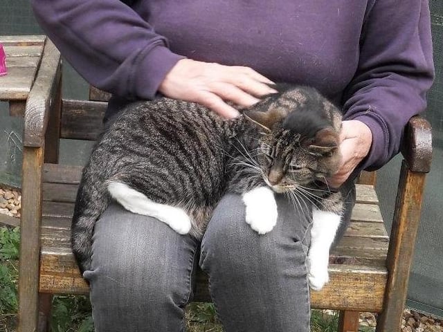 We are looking for people experienced with cats to adopt Luxor.

He is a nervous boy, and is particularly nervous of hand movements. But he does enjoy a fuss, and he purrs and is a very loving cat.

Luxor is good-natured and loving but something in his past has made him nervous of hands. So he needs patient owners who can help him become less worried and allow him to express his affectionate nature more freely.

We think he will do best in an adult only home with no children or other pets.

He will need to be kept indoors for three or four months so that he can become really relaxed in his new home with kind and gentle people.