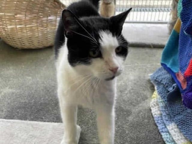 Roger arrived at the centre after living in a multi-cat home. He is now looking to spend the remainder of his life as an only cat.

Roger is a sweet older gentleman and is more than happy to have a fuss and then watch the world go by. He enjoys sleeping and observing everything that is going on around him and he especially likes a tasty treat from your hand.

Although he generally has a nice nature, Roger can sometimes be a little grumpy and may need some space if things get a little too much for him. Any potential adopters will need to be mindful of this and be understanding when he has had enough.

We feel that Roger would prefer to be an only pet where he can have all the attention (or not) to himself, and he would benefit from a quieter home so he can settle in at his own space.