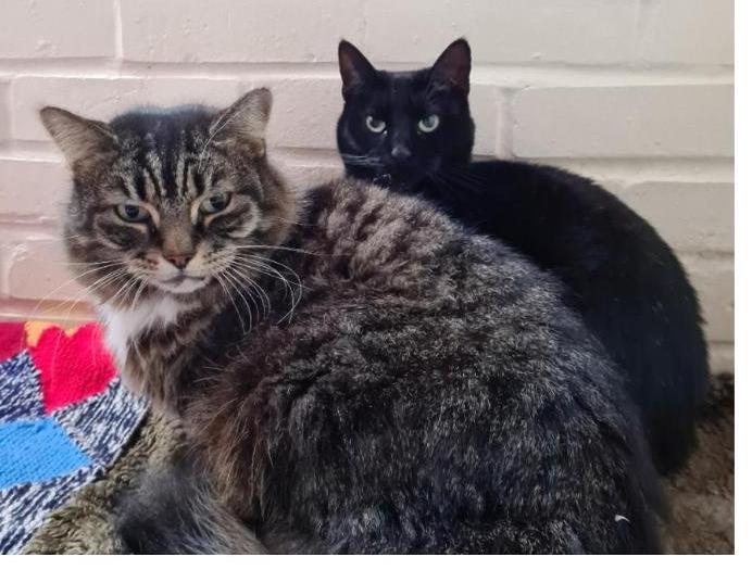 Tressy and soot soot are 2 lovely cats that need a special home that can give them the time to settle as they are alittle shy but are friendly. They will need a home with no other pets so they can have the attention to help them along. Tress is a 12 year old semi loghair tabby female and Soot soot is a 3 year old black male. Tressy is the more out going of the pair. When inside they would need a few litter trays around or if there was an outside enclosed area where they could spend time outside safely my help them. They would also benefit from an adult house hold. If you would like more information on them please call 01733 221112  mon - sun 9am - 4pm