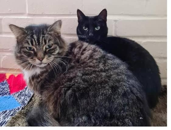 Tressy and soot soot are 2 lovely cats that need a special home that can give them the time to settle as they are alittle shy but are friendly. They will need a home with no other pets so they can have the attention to help them along. Tress is a 12 year old semi loghair tabby female and Soot soot is a 3 year old black male. Tressy is the more out going of the pair. When inside they would need a few litter trays around or if there was an outside enclosed area where they could spend time outside safely my help them. They would also benefit from an adult house hold. If you would like more information on them please call 01733 221112 mon - sun 9am - 4pm
