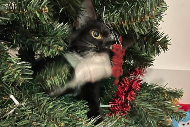 Blue Stevenson's cat may be getting too into the Christmas spirit
