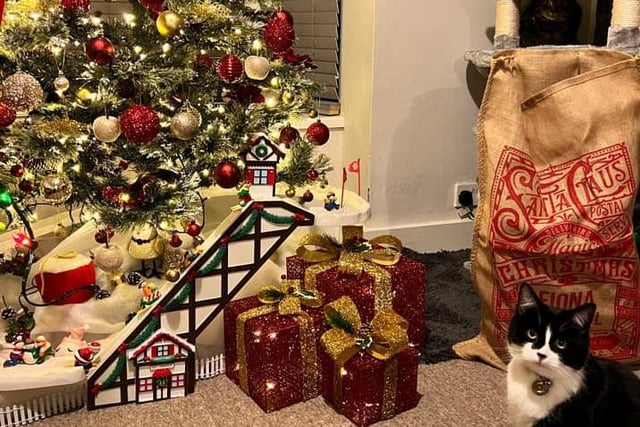 Another cat feeling the Christmas spirit as it sits by Fiona Slugocki's tree