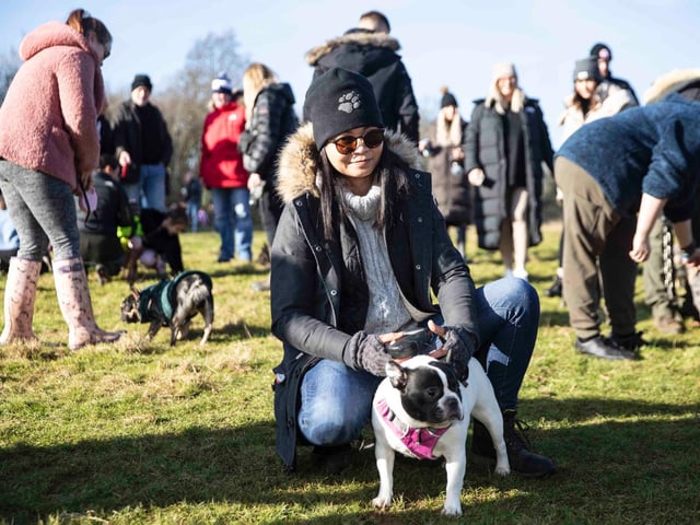 The monthly French Bulldog group walk at Hunsbury Hill Country Park on Sunday, January 30. Photo by Kirsty Edmonds.