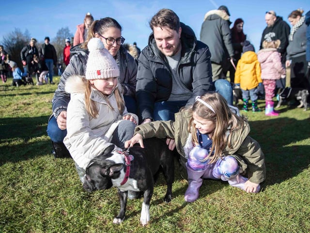 The monthly French Bulldog group walk at Hunsbury Hill Country Park on Sunday, January 30. Photo by Kirsty Edmonds.