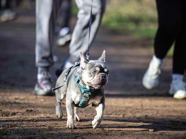 The monthly French Bulldog group walk at Hunsbury Hill Country Park on Sunday, January 30. Photo by Kirsty Edmonds.