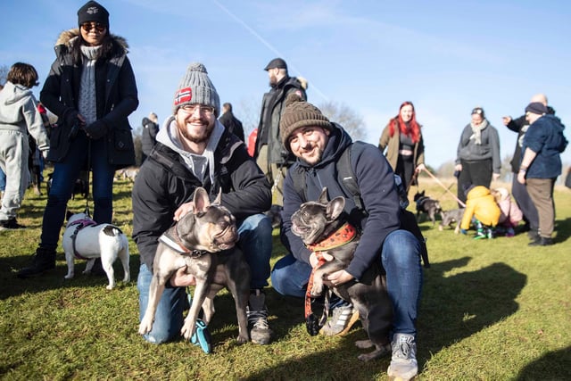 The monthly French Bulldog group walk at Hunsbury Hill Country Park on Sunday, January 30. Photo by Kirsty Edmonds.