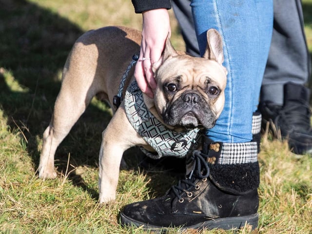 The monthly French Bulldog group walk at Hunsbury Hill Country Park on Sunday, January 30. Photo by Kirsty Edmonds.
