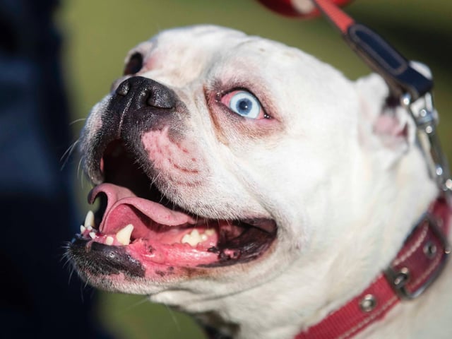 The monthly French Bulldog group walk at Hunsbury Hill Country Park on Sunday, January 30. Photo by Kirsty Edmonds.