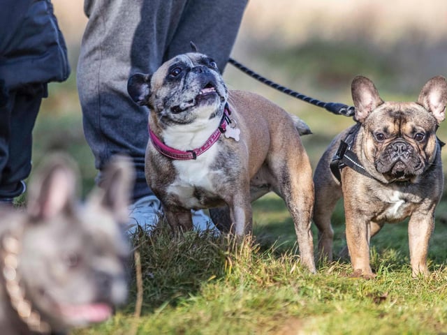 The monthly French Bulldog group walk at Hunsbury Hill Country Park on Sunday, January 30. Photo by Kirsty Edmonds.