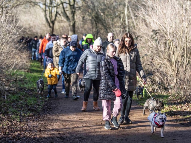 The monthly French Bulldog group walk at Hunsbury Hill Country Park on Sunday, January 30. Photo by Kirsty Edmonds.