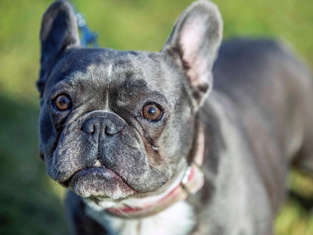 The monthly French Bulldog group walk at Hunsbury Hill Country Park on Sunday, January 30. Photo by Kirsty Edmonds.