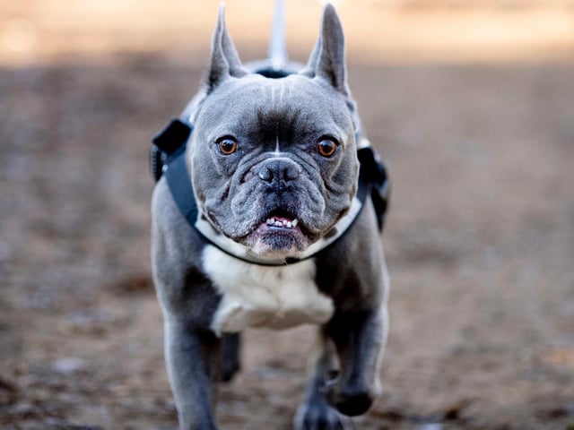 The monthly French Bulldog group walk at Hunsbury Hill Country Park on Sunday, January 30. Photo by Kirsty Edmonds.