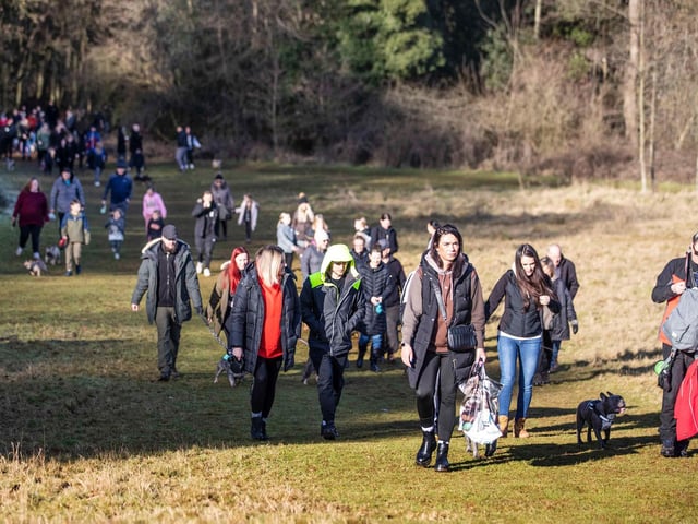 The monthly French Bulldog group walk at Hunsbury Hill Country Park on Sunday, January 30. Photo by Kirsty Edmonds.