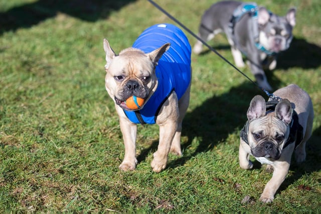 The monthly French Bulldog group walk at Hunsbury Hill Country Park on Sunday, January 30. Photo by Kirsty Edmonds.