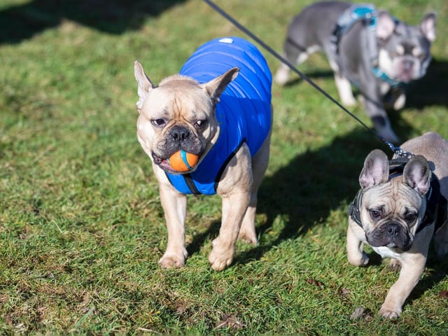 The monthly French Bulldog group walk at Hunsbury Hill Country Park on Sunday, January 30. Photo by Kirsty Edmonds.
