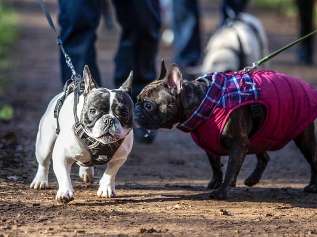 The monthly French Bulldog group walk at Hunsbury Hill Country Park on Sunday, January 30. Photo by Kirsty Edmonds.