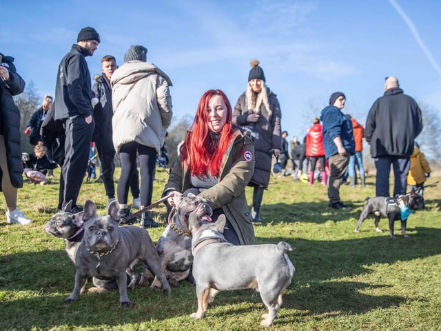 The monthly French Bulldog group walk at Hunsbury Hill Country Park on Sunday, January 30. Photo by Kirsty Edmonds.