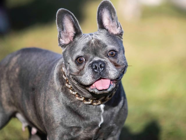 The monthly French Bulldog group walk at Hunsbury Hill Country Park on Sunday, January 30. Photo by Kirsty Edmonds.