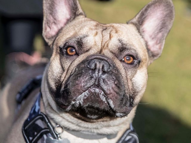 The monthly French Bulldog group walk at Hunsbury Hill Country Park on Sunday, January 30. Photo by Kirsty Edmonds.