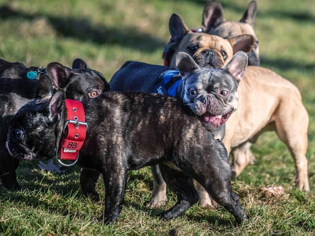The monthly French Bulldog group walk at Hunsbury Hill Country Park on Sunday, January 30. Photo by Kirsty Edmonds.