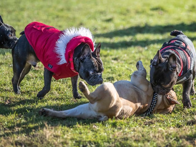 The monthly French Bulldog group walk at Hunsbury Hill Country Park on Sunday, January 30. Photo by Kirsty Edmonds.