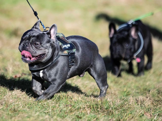 The monthly French Bulldog group walk at Hunsbury Hill Country Park on Sunday, January 30. Photo by Kirsty Edmonds.