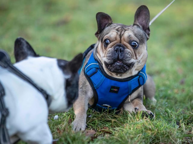 The monthly French Bulldog group walk at Hunsbury Hill Country Park on Sunday, January 30. Photo by Kirsty Edmonds.