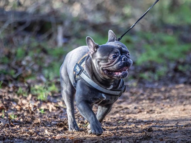 The monthly French Bulldog group walk at Hunsbury Hill Country Park on Sunday, January 30. Photo by Kirsty Edmonds.