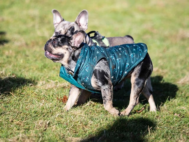 The monthly French Bulldog group walk at Hunsbury Hill Country Park on Sunday, January 30. Photo by Kirsty Edmonds.