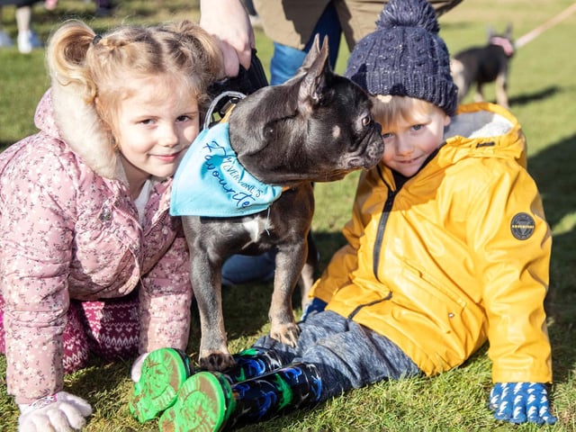 The monthly French Bulldog group walk at Hunsbury Hill Country Park on Sunday, January 30. Photo by Kirsty Edmonds.
