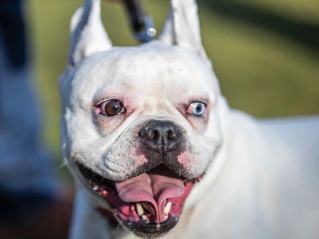 The monthly French Bulldog group walk at Hunsbury Hill Country Park on Sunday, January 30. Photo by Kirsty Edmonds.