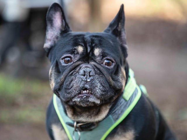 The monthly French Bulldog group walk at Hunsbury Hill Country Park on Sunday, January 30. Photo by Kirsty Edmonds.