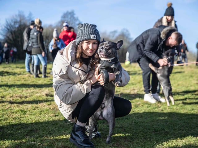 The monthly French Bulldog group walk at Hunsbury Hill Country Park on Sunday, January 30. Photo by Kirsty Edmonds.